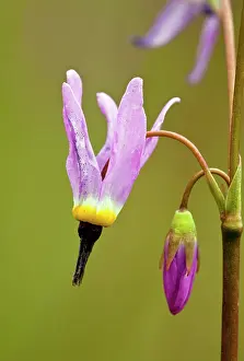 Alpinum: A Shooting star - flower and bud