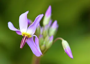 Zion: Shooting star wildflower in Zion National