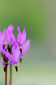 Flowered: ShootingStar