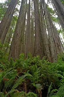 Redwoods: Shoots from old stump of logged Coastal RedwoodRedwood
