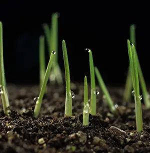 Seedlings: Shoots of young wheat