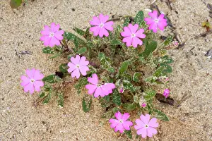 Campion: Shore / Beach Campion - on dunes