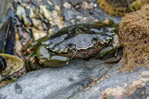 Pinchers: Shore Crab - UK