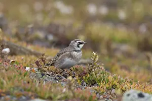 Larks: Shore / Horned Lark adult in summer