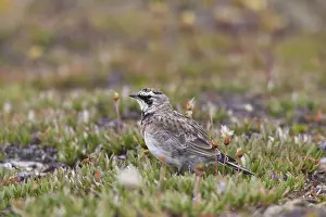 Larks: Shore / Horned Lark adult in summer