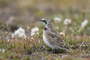 Larks: Shore / Horned Lark adult in summer