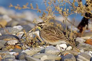 Rack: Shore / Horned Lark - feeding near rack line on sandbar