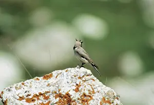 Alpestris: Shore / Horned Lark - Male