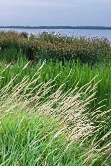 Jutland: Shore landscape in the Filsc nature reserve, Hen