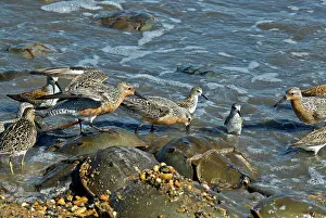 Spawning: Shorebirds