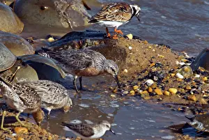Spawning: Shorebirds