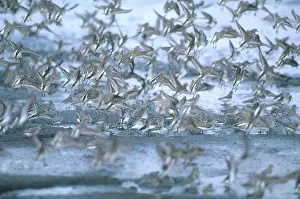 Shorebirds: Shorebirds in Delaware