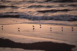 Shorebirds: Shorebirds at dusk