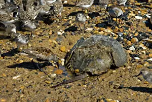 Spawning: Shorebirds eating Horseshoe Crab eggs