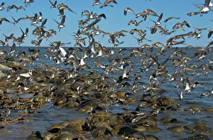Spawning: Shorebirds and Horseshoe Crabs