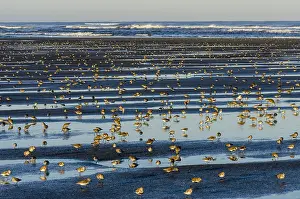 Dunlins: Shorebirds--mostly dunlins and western sandpipers--feed
