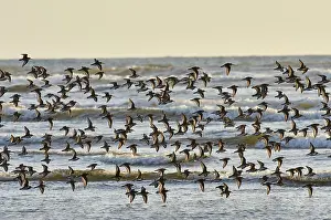Tideline: Shorebirds--mostly dunlins and western sandpipers--flying
