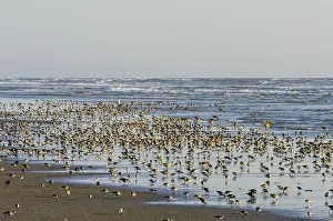 Dunlins: Shorebirds--mostly dunlins, western sandpipersand