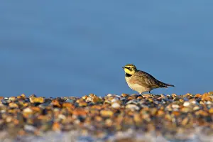David Kilbey: Shorelark - single adult resting on the shoreline
