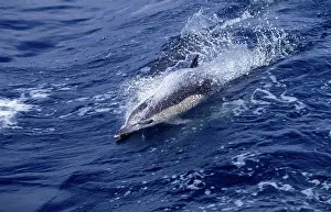 Delphis: Short-beaked Common dolphin