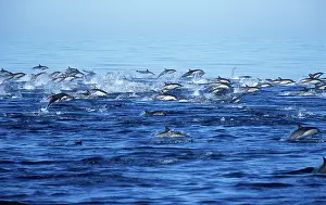 Delphis: Short-beaked Common dolphin
