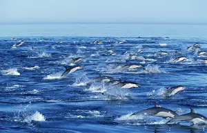 Delphis: Short-beaked Common dolphin