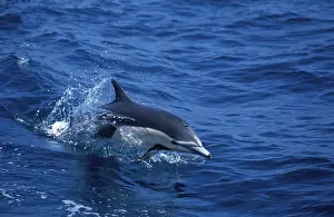 Delphis: Short-Beaked Common dolphin