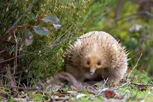 Echidnas: Short-beaked Echidna