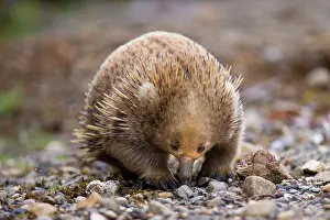 Echidnas: Short-beaked Echidna
