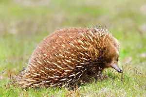 Echidnas: Short-beaked Echidna