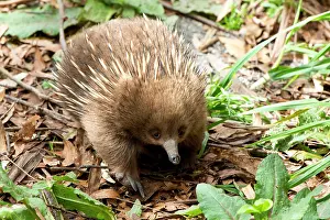Echidna: Short-beaked Echidna