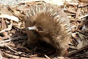 Echidna: Short-beaked Echidna