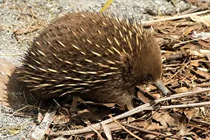 Echidna: Short-beaked Echidna