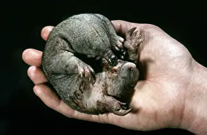 Echidna: Short-beaked Echidna