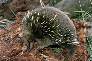 Tachyglossus: Short-beaked Echidna