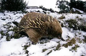 Echidna: Short-beaked Echidna