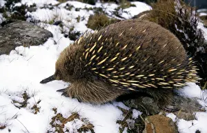 Echidna: Short-beaked Echidna