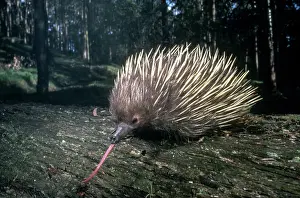 Tachyglossus: Short-beaked Echidna