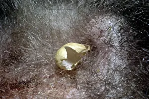 Tachyglossus: Short-beaked Echidna