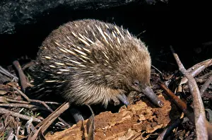 Tachyglossus: Short-beaked Echidna