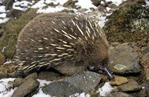 Echidna: Short-beaked Echidna