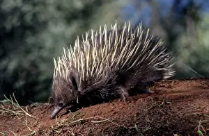 Tachyglossus: Short-beaked Echidna