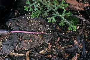 Tachyglossus: Short-beaked Echidna
