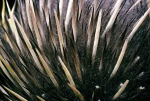 Tachyglossus: Short-beaked Echidna