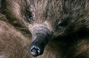 Tachyglossus: Short-beaked Echidna