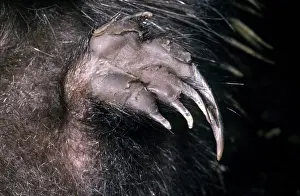 Tachyglossus: Short-beaked Echidna