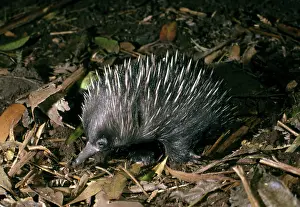 Tachyglossus: Short-beaked Echidna