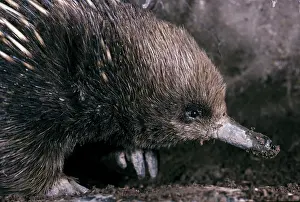 Tachyglossus: Short-beaked Echidna