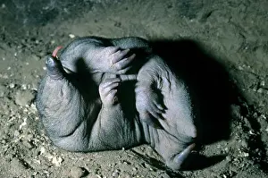 Tachyglossus: Short-beaked Echidna