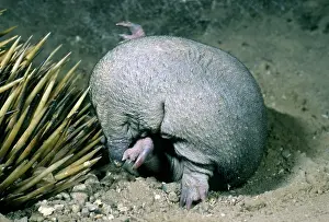 Tachyglossus: Short-beaked Echidna